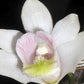 Dendrobium chittimae orchid