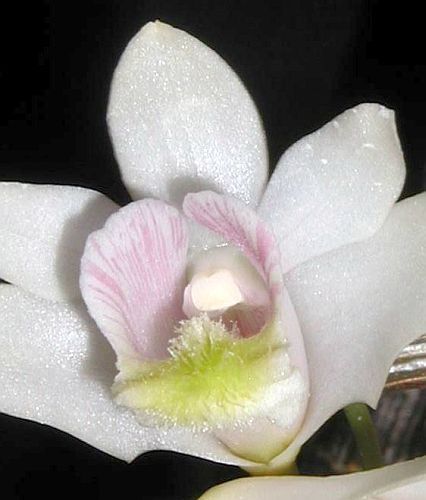 Dendrobium chittimae orchid