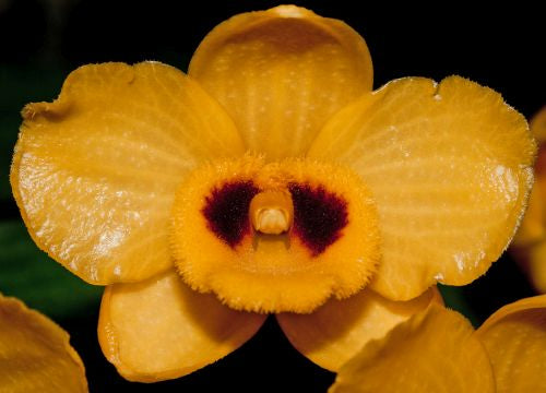 Dendrobium chrysanthum orchid