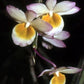 Dendrobium crepidatum orchid