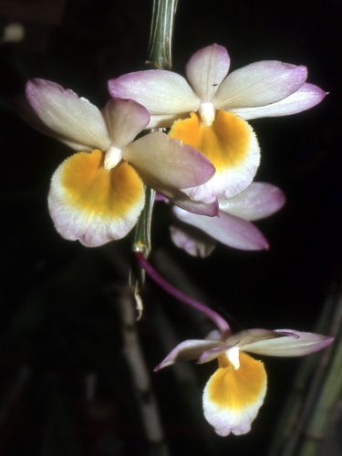 Dendrobium crepidatum orchid