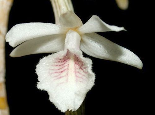 Dendrobium cretaceum orchid
