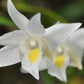 Dendrobium crumenatum, commonly called pigeon orchid