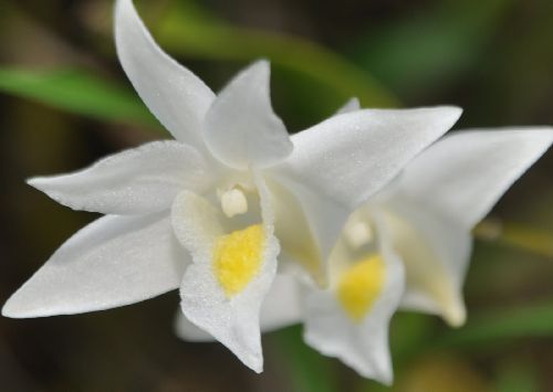 Dendrobium crumenatum, commonly called pigeon orchid