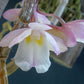 Dendrobium cumulatum orchid