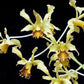 Dendrobium delacourii orchid