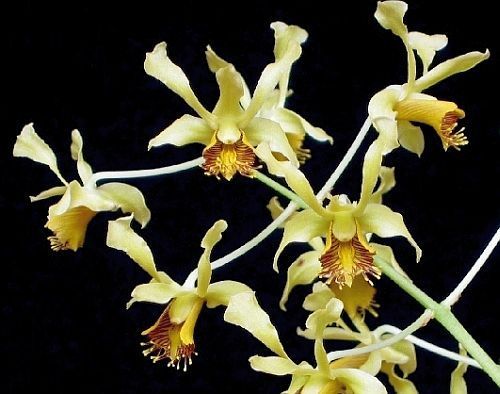 Dendrobium delacourii orchid