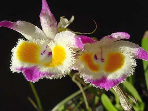 Dendrobium devonianum orchid