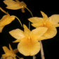 Dendrobium dixanthum orchid