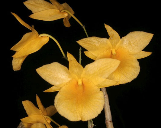 Dendrobium dixanthum orchid