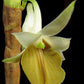 Dendrobium ellipsophyllum orchid