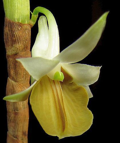 Dendrobium ellipsophyllum orchid