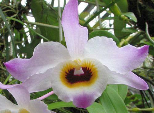 Dendrobium findlayanum orchid