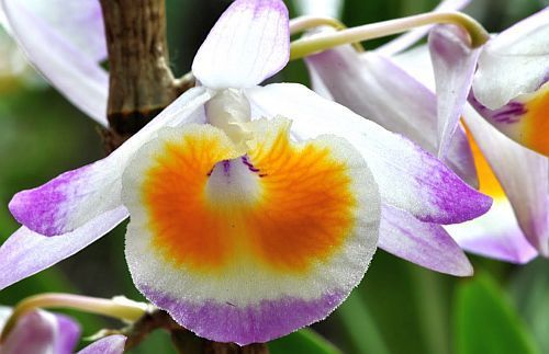 Dendrobium gratiosissimum orchid
