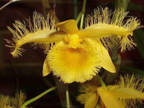 Dendrobium harveyanum orchid