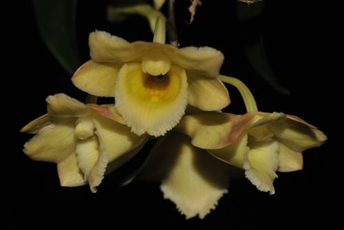 Dendrobium lampongense orchid