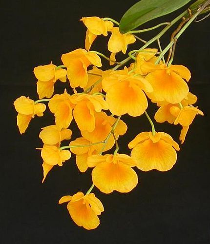 Dendrobium lindleyi orchid