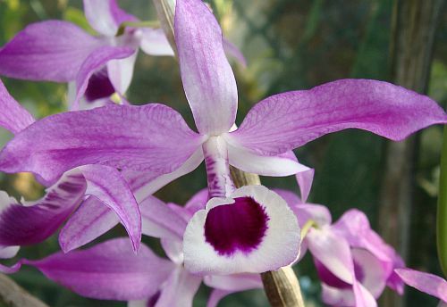 Dendrobium lituiflorum orchid