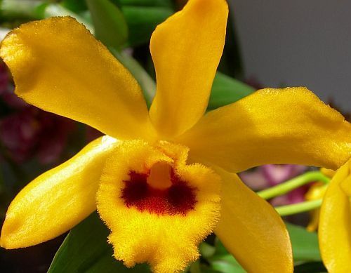 Dendrobium ochreatum orchid