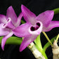 Dendrobium parishii orchid
