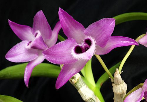 Dendrobium parishii orchid