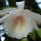 Dendrobium polyanthum orchid