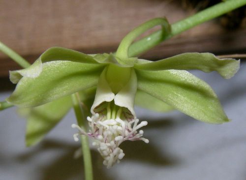 Dendrobium stuartii Orchid