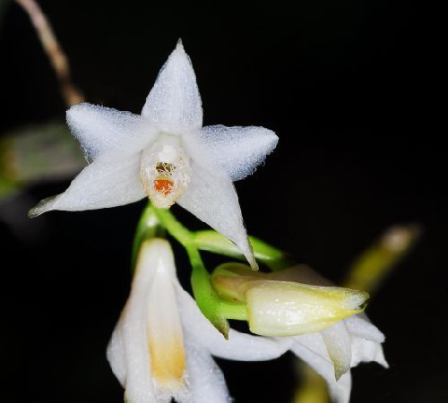 Dendrobium stuposum orchid