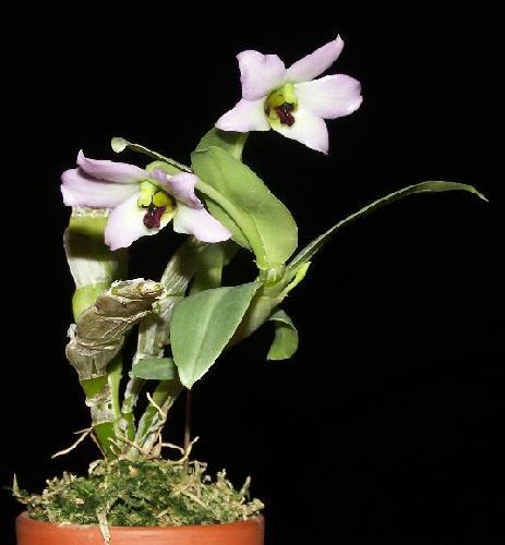 Dendrobium trantuanii orchid