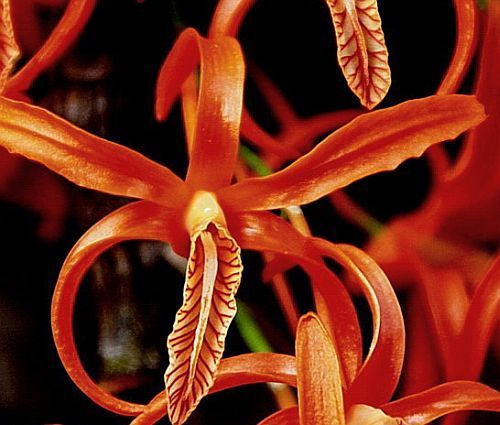 Dendrobium unicum orchid
