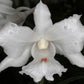 Dendrobium virgineum Orchid