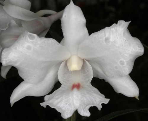 Dendrobium virgineum Orchid