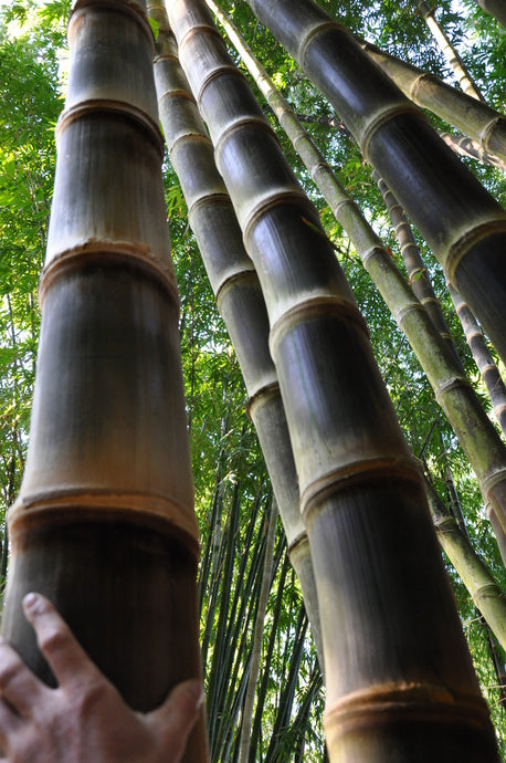 Dendrocalamus asper cv. 'Hitam'