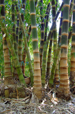 Dendrocalamus asper cv. 'Hitam'