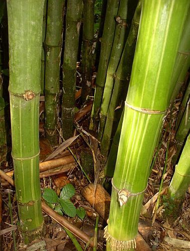 Dendrocalamus membranaceus giant bamboo