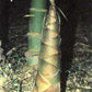 Dendrocalamus membranaceus giant bamboo