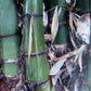Dendrocalamus tibeticus giant bamboo