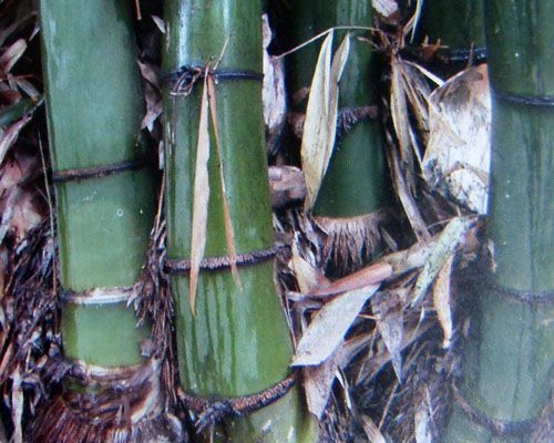 Dendrocalamus tibeticus giant bamboo