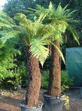 Dicksonia fibrosa - Kuripaka golden tree fern