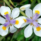 Dietes Iridioides