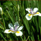 Dietes Iridioides