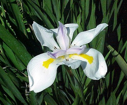 Dietes grandiflora