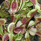 Dionaea muscipula ARPC