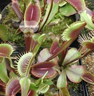 Dionaea muscipula ARPC