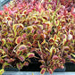 Dionaea muscipula Akai Riu F3 BCP Venus flytrap