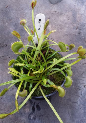 Dionaea muscipula Bear Trap Venus flytrap