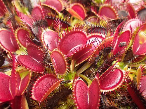 Dionaea muscipula Big Mouth Venus flytrap