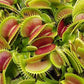 ﻿Dionaea muscipula Bimbo Venus flytrap