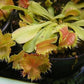 Dionaea muscipula biohazard Venus flytrap