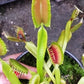 Dionaea muscipula Blezers Giant Venus Flytrap